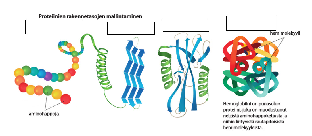 proteiinienrakennetasot.PNG