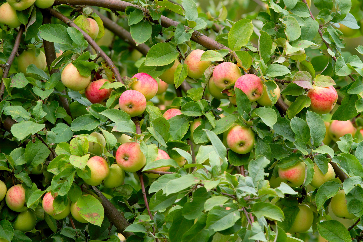 omenapuu_oharma_turku_IMG_7526.jpg