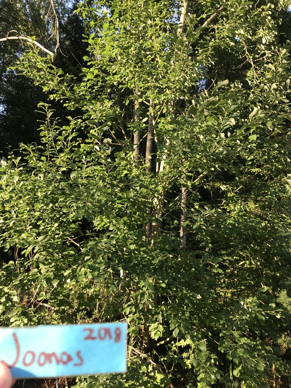 IMG_2468.jpeg
