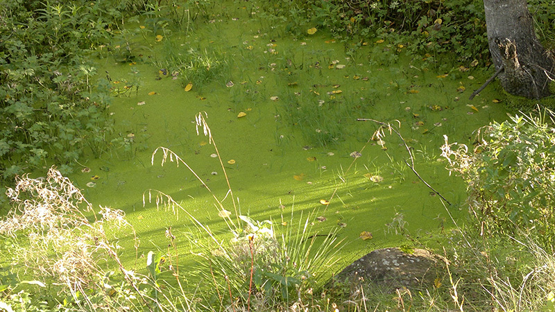 limaska_ktarkiainen_eoppi_1282_peda.jpg
