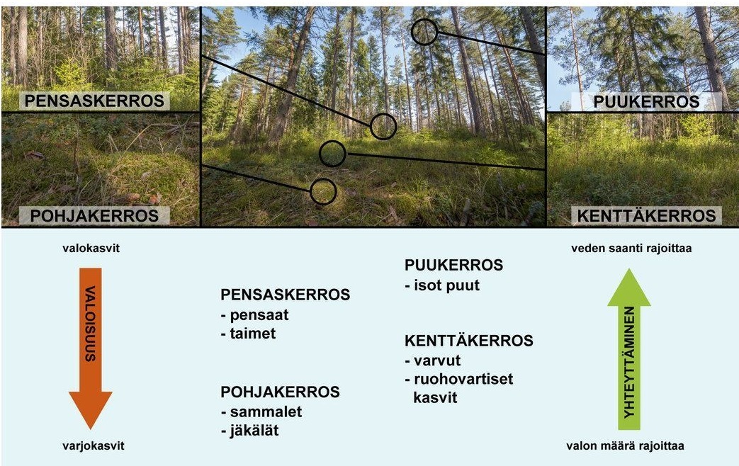kerrokset.png