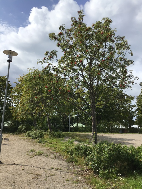 Alapihanpuut