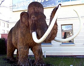 275px-Mamut_NDH_2.jpeg