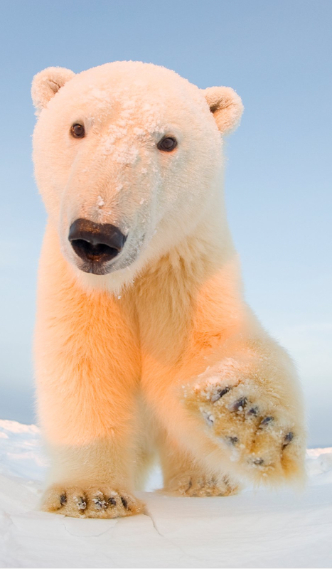 Kuva jääkarhusta (lähde: WWF)