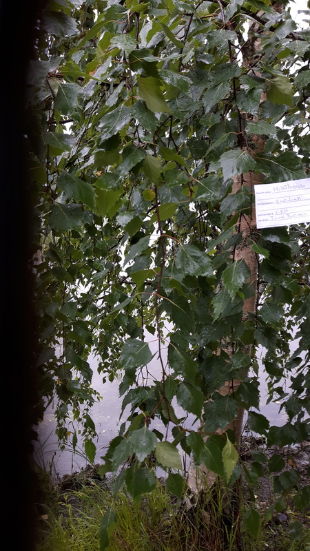 Hieskoivu