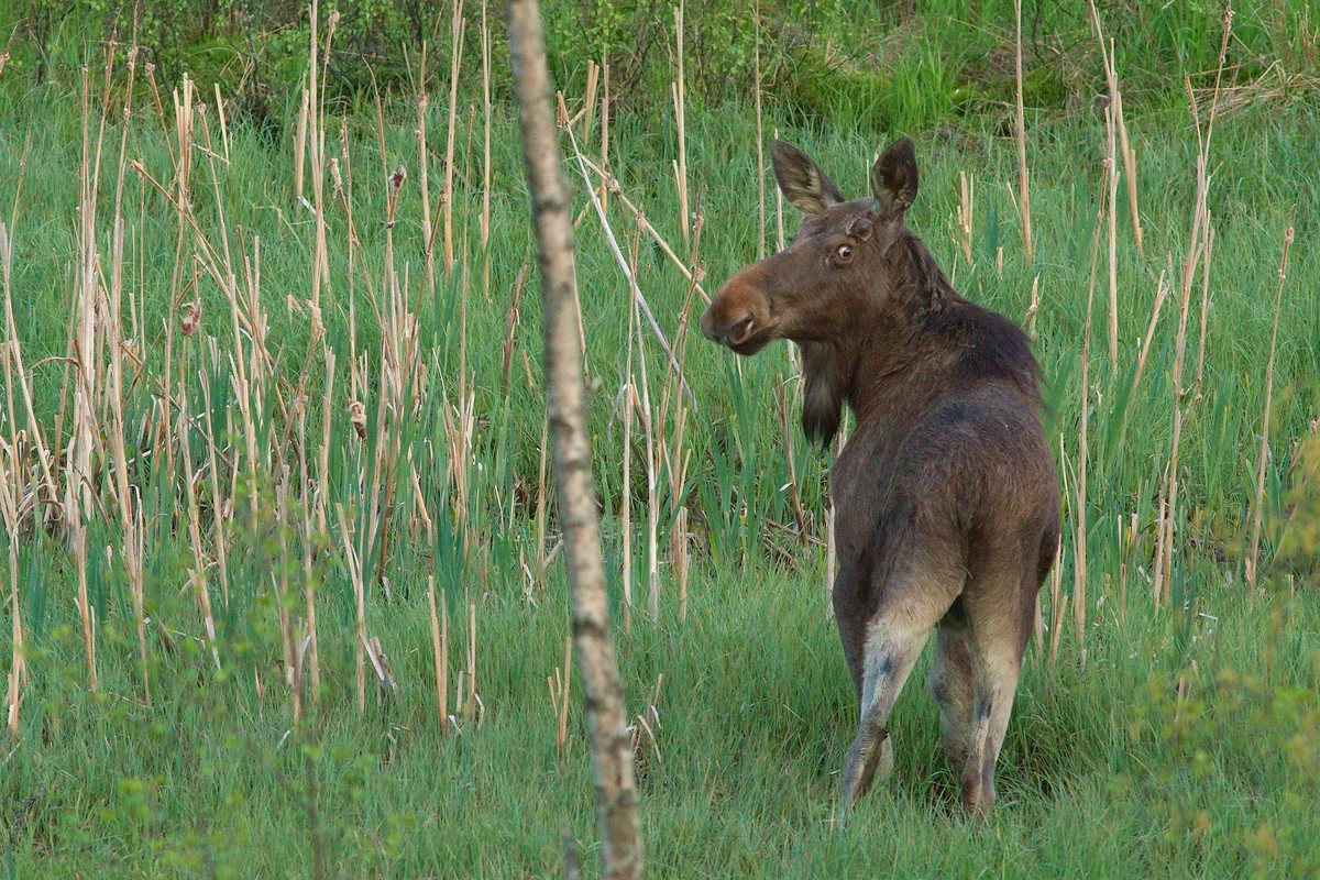 hirvi_oharma_kirkkonummi_porkkala_MG_0738.jpg