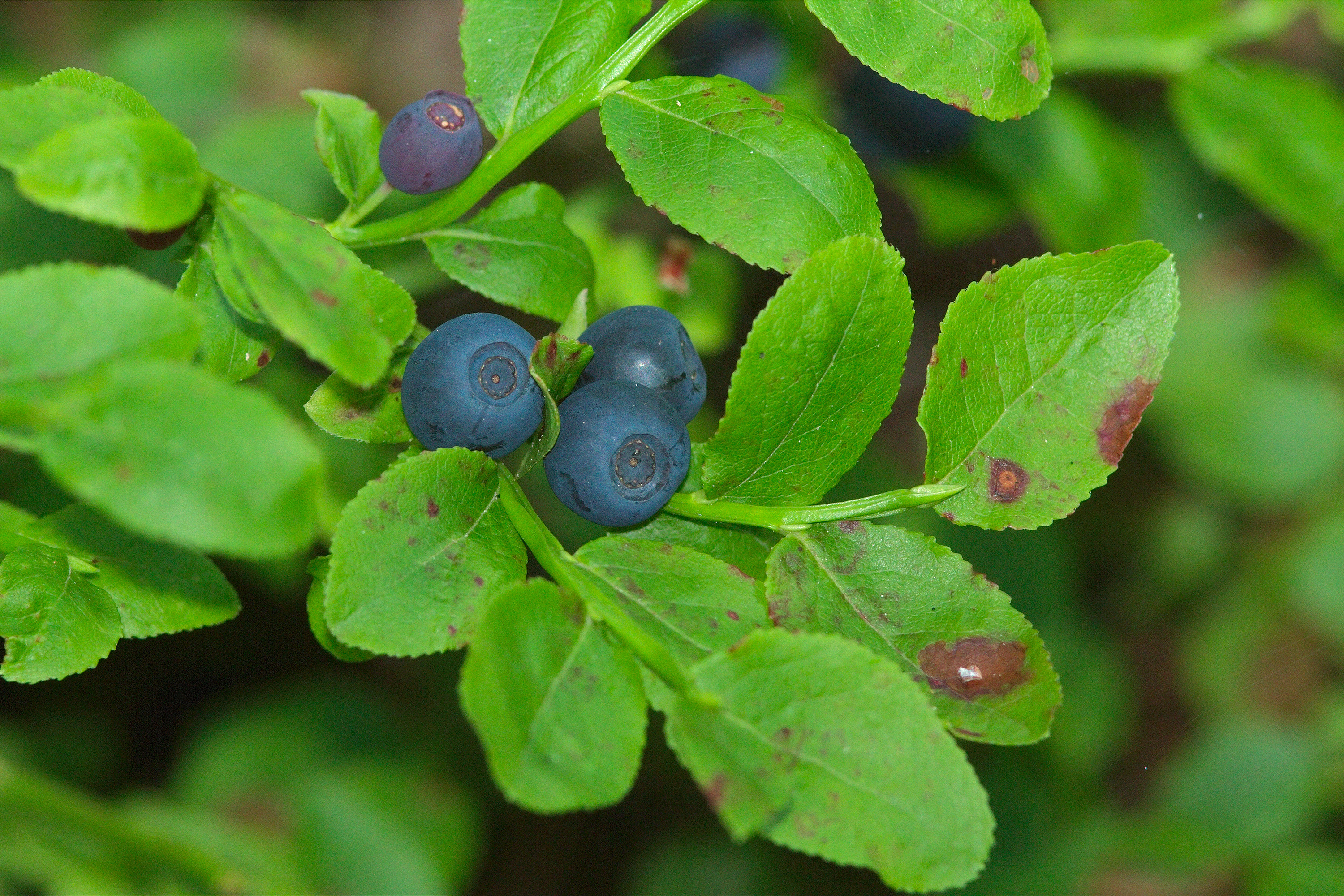 mustikka-vaccinium-myrtillus