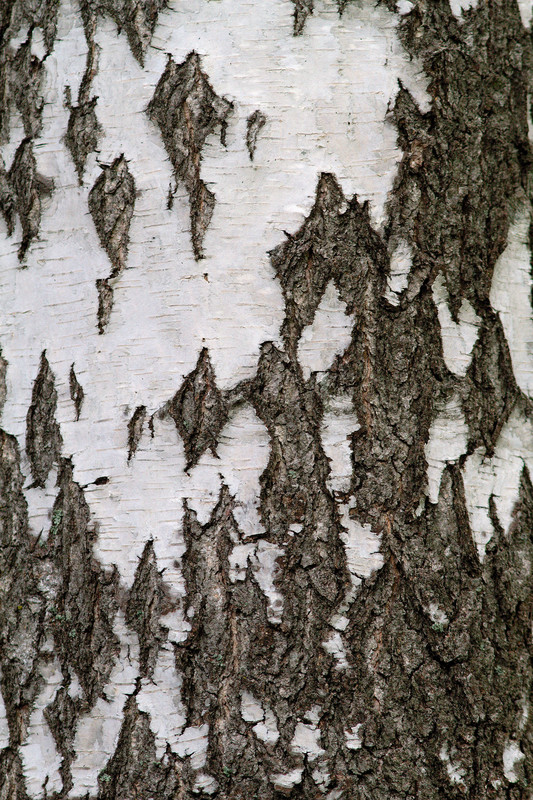 Rauduskoivu (Betula pendula) koivu_oharma_turku__MG_7676.jpg
