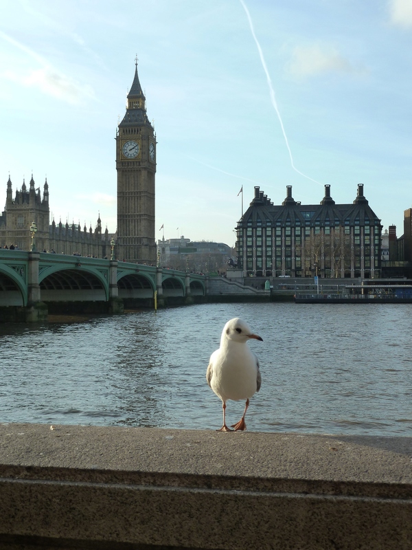 Lontoon Thames-joki. Taustalla näkyy Big Ben. Lokki on naurulokki, joka on lentänyt Suomesta talvehtimaan Thamesin rannalle. lontoo_sveistola_tammi_12 198.jpg