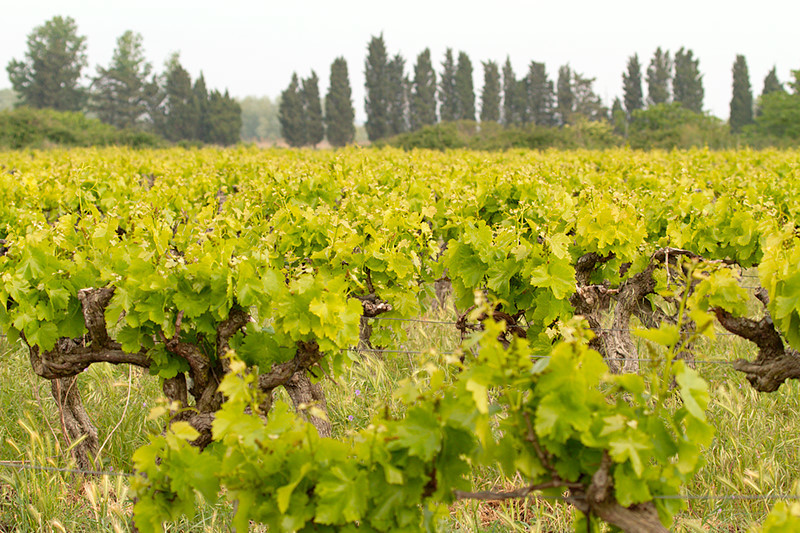 viinitarha_ranska_oharma_IMG_3424.jpg