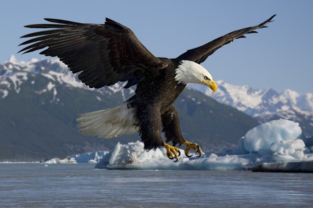 baldeagle2.PNG