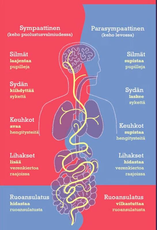 Sympa_ja_parasympaattinen.JPG