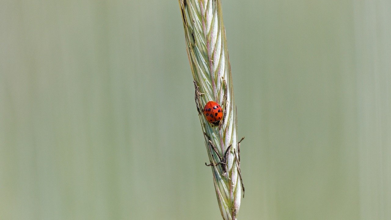 ladybug-8081343_1280.jpg (1280×720)