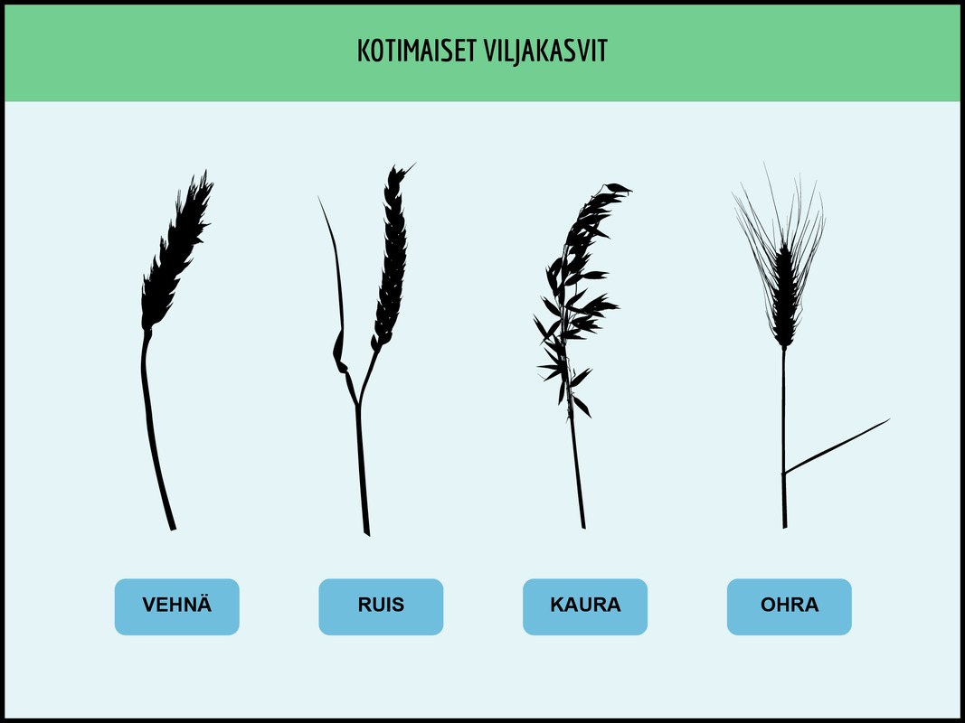 Suomalaiset viljat