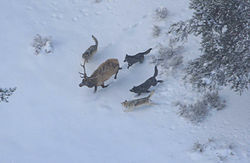 250px-Wolves_and_elk.jpg