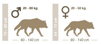 susi-tuntomerkit.jpg