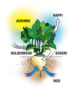 yhteyttamiskaavio_250x291 (1).jpg