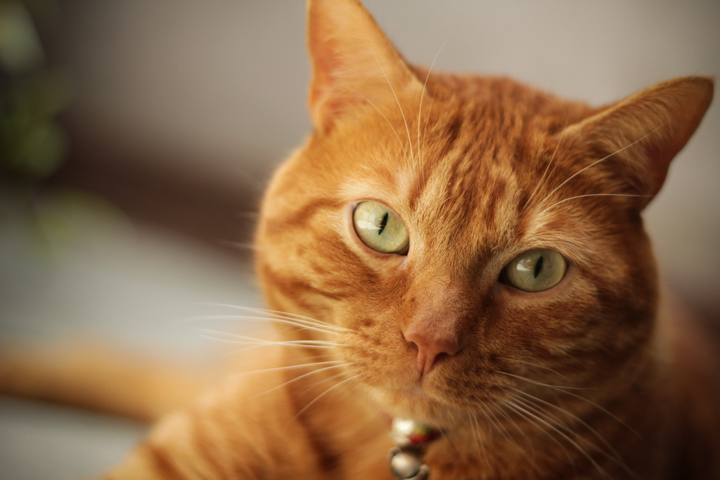 Типы рыжих кошек. Цейлонская кошка рыжая. Европейская короткошерстная кошка рыжая. Европейский короткошерстный кот рыжий. Бенгальская короткошерстная кошка рыжая.