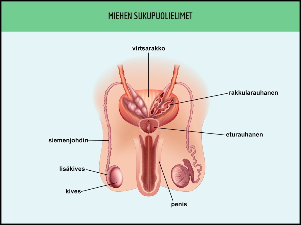 miehen-sukupuolielimet-full.jpg