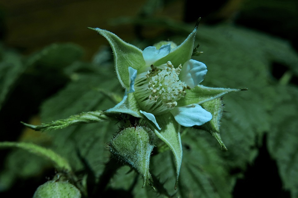 blossom-3467324_960_720.jpg