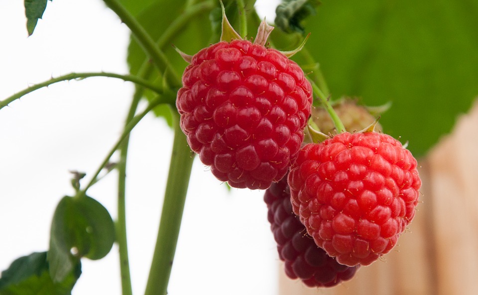 raspberry-4049584_960_720.jpg