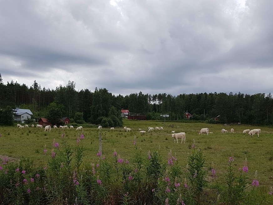 maisemakuva pilvisenä päivänä