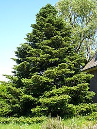 200px-Abies_koreana01.jpg