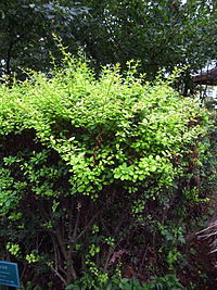 200px-Berberis_koreana.JPG
