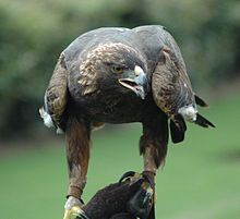 220px-GoldenEagle-Nova.jpg