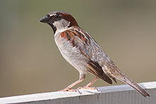 220px-House_Sparrow_mar08.jpg