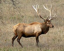 220px-Rocky_Mountain_Bull_Elk.jpg