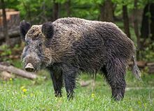 20160208054949!Wildschein,_Nähe_Pulverstampftor_(cropped).jpg
