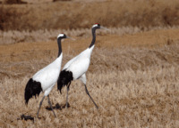 Red-Crowned_Crane.gif