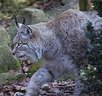 Stalking_Lynx_(5516764719).jpg