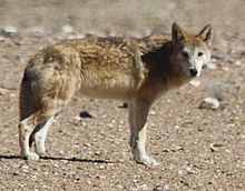 Tibetan_Wolf_By_Stanzin_(Stakpa)_cropped.jpg