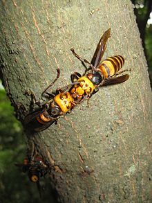 Vespa_mandarinia_japonica2.jpg