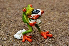 grenouille.jpg