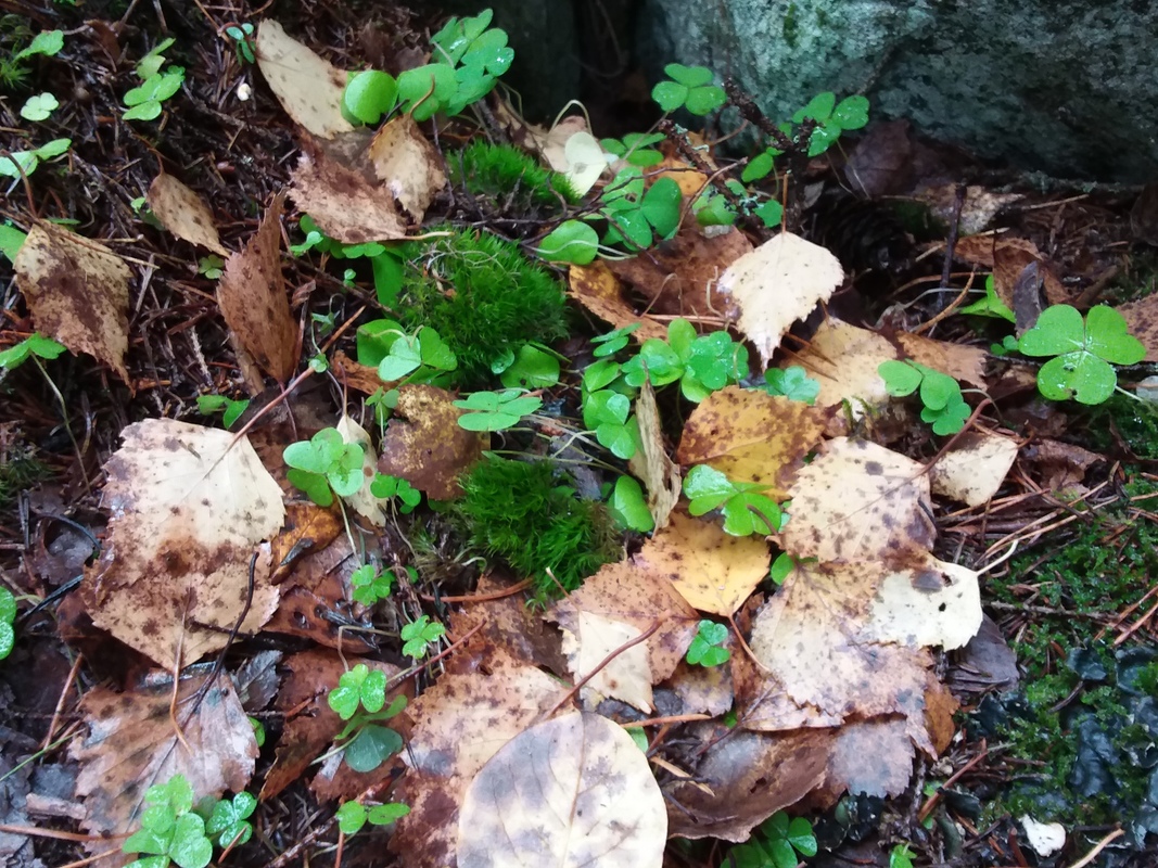 20171015_132931.jpg