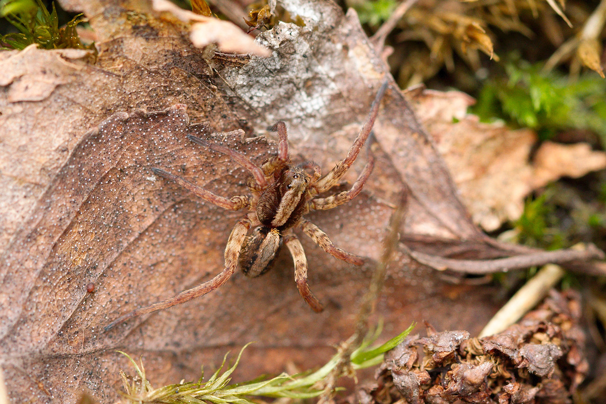 Susihämähäkki susihamahakki_oharma__MG_3203.jpg