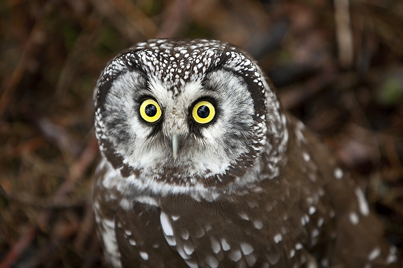 helmipollo_shutterstock_44019244.jpg