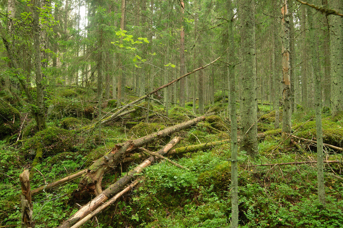 metsa_kliimaksivaihe_oharma__MG_1575_1.jpg