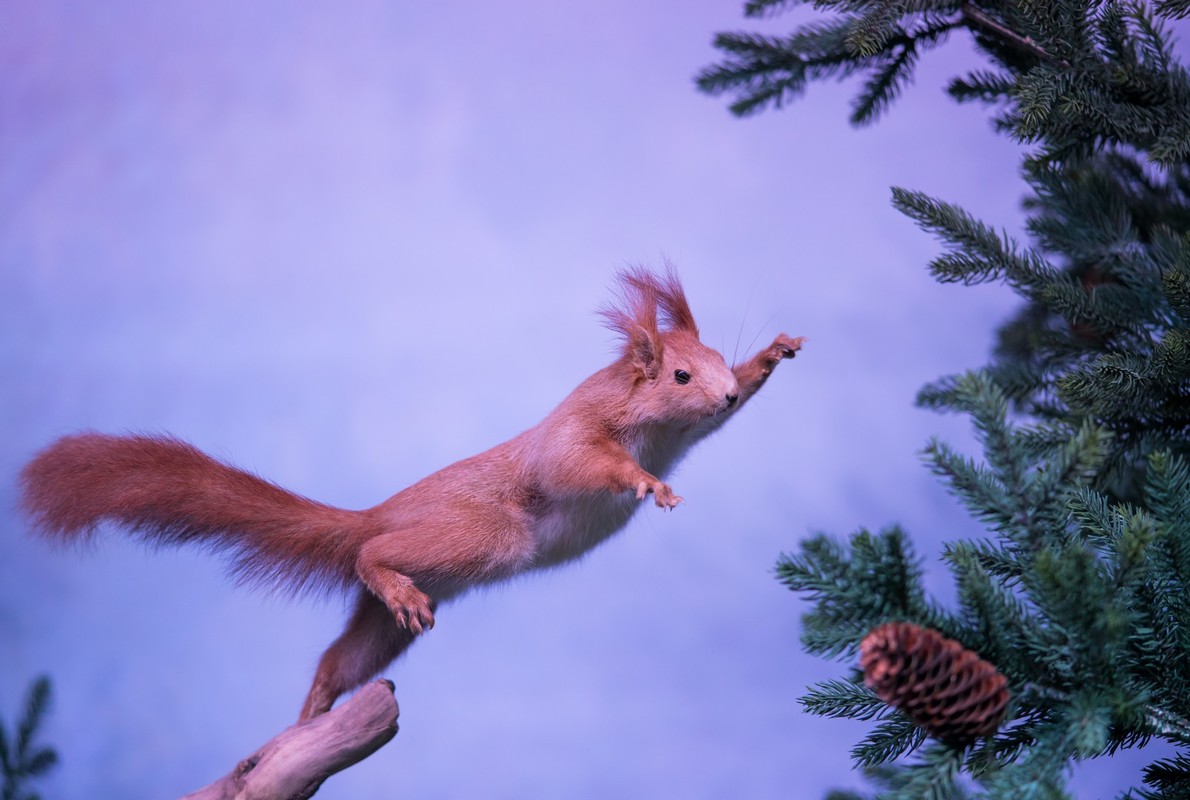 Orava syö talvisin mm. kuusen siemeniä, joita se jyrsii esiin kävyistä. Orava ottaa kävyn eturaajojensa väliin ja jyrsii siemenet esiin.
