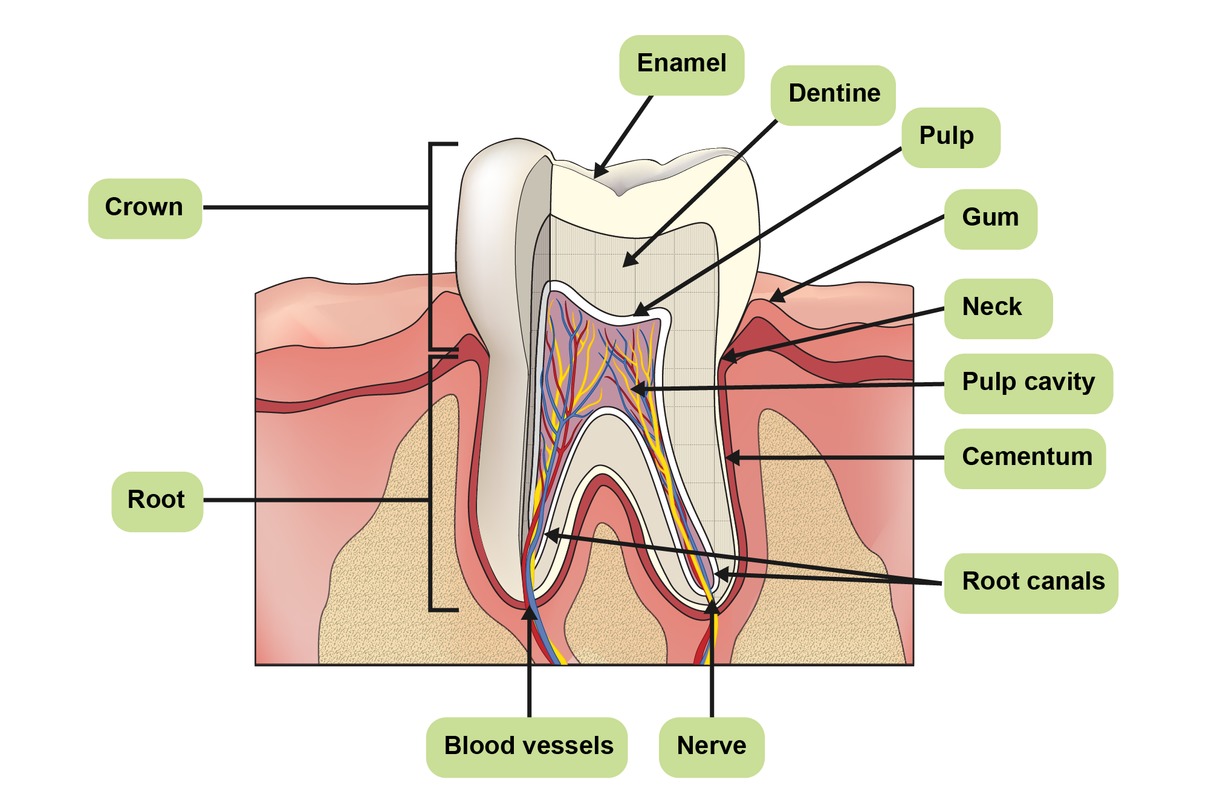 The structure of a tooth.