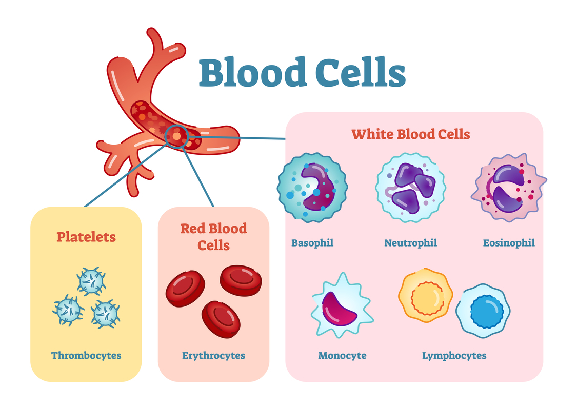 Blood cells.