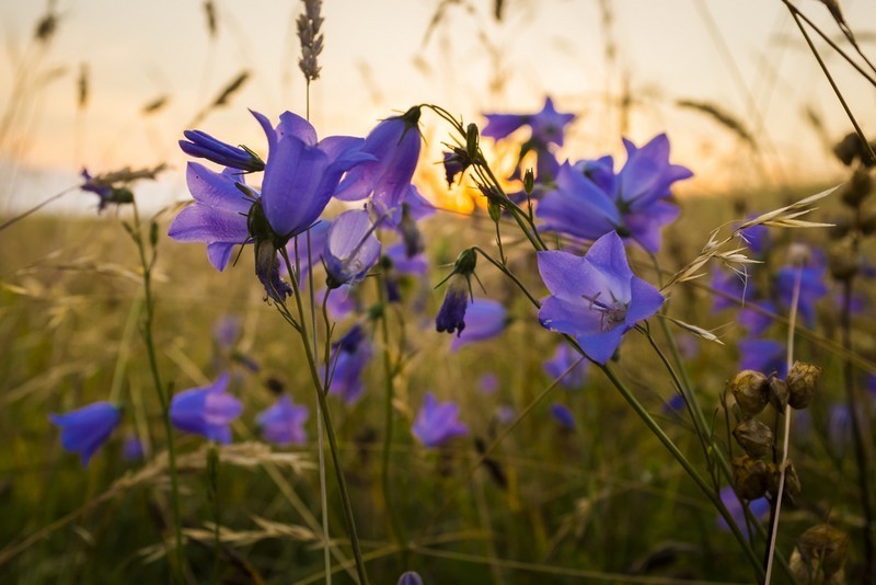 A harebell.