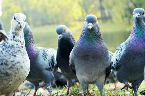 Pigeons have varied appearances.