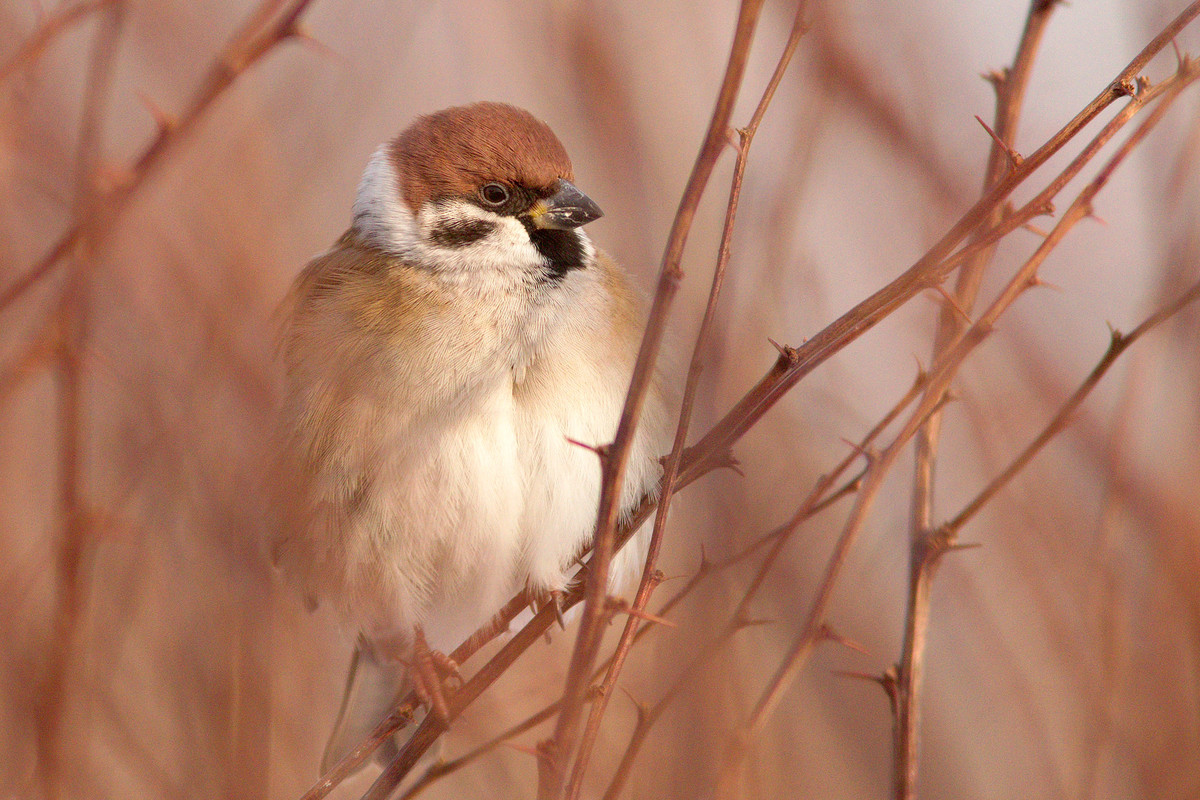 Tree sparrow (Passer montanus).