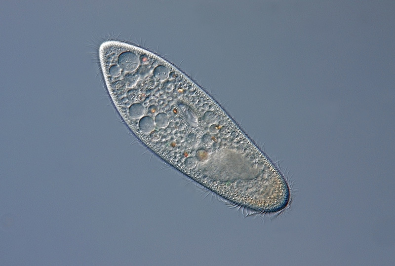 Tohvelieläin on alkueläin, joka kuuluu alkueliöihin. Tohvelieläimet ovat toisenvaraisia eläimiä, jotka saavat ravintonsa ympäristöstään ottamalla sisäänsä pieniä ravinnehiukkasia ja bakteereja. Tohvelieläimiä on runsaasti luonnonvesissä.