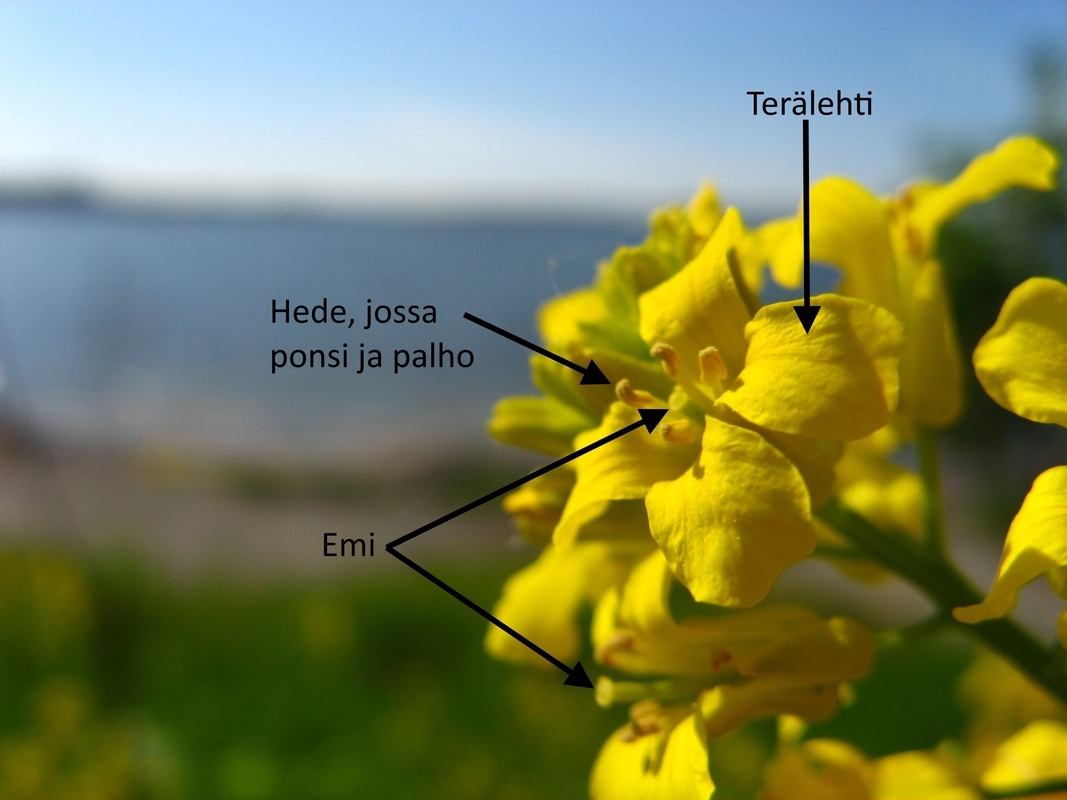 Kukan rakenne (emi ja hede).