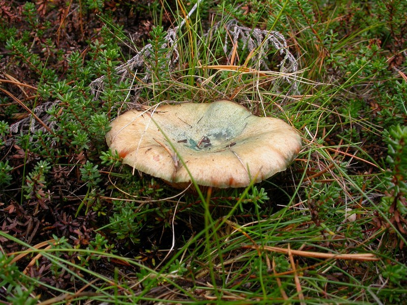 Leppärouskuja on kahta lajia: männynleppärousku ja kuusenleppärousku. Leppärouskut kasvavat nimensä mukaisesti joko kuusen tai männyn juurisienenä eli symbioosissa ko. puulajien kanssa. Leppä ei sienilajien nimien yhteydessä tarkoita lehtipuuta vaan "leppä" on tarkoittanut verta muinaissuomen kielessä, sillä leppärouskujen maitiasineste on punertavaa.